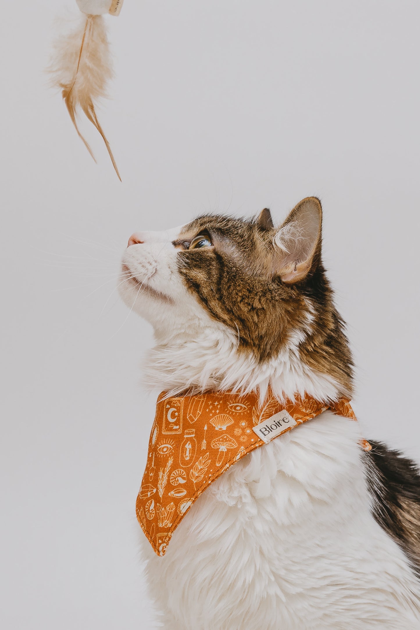 Bandana Pumpkin Tarot