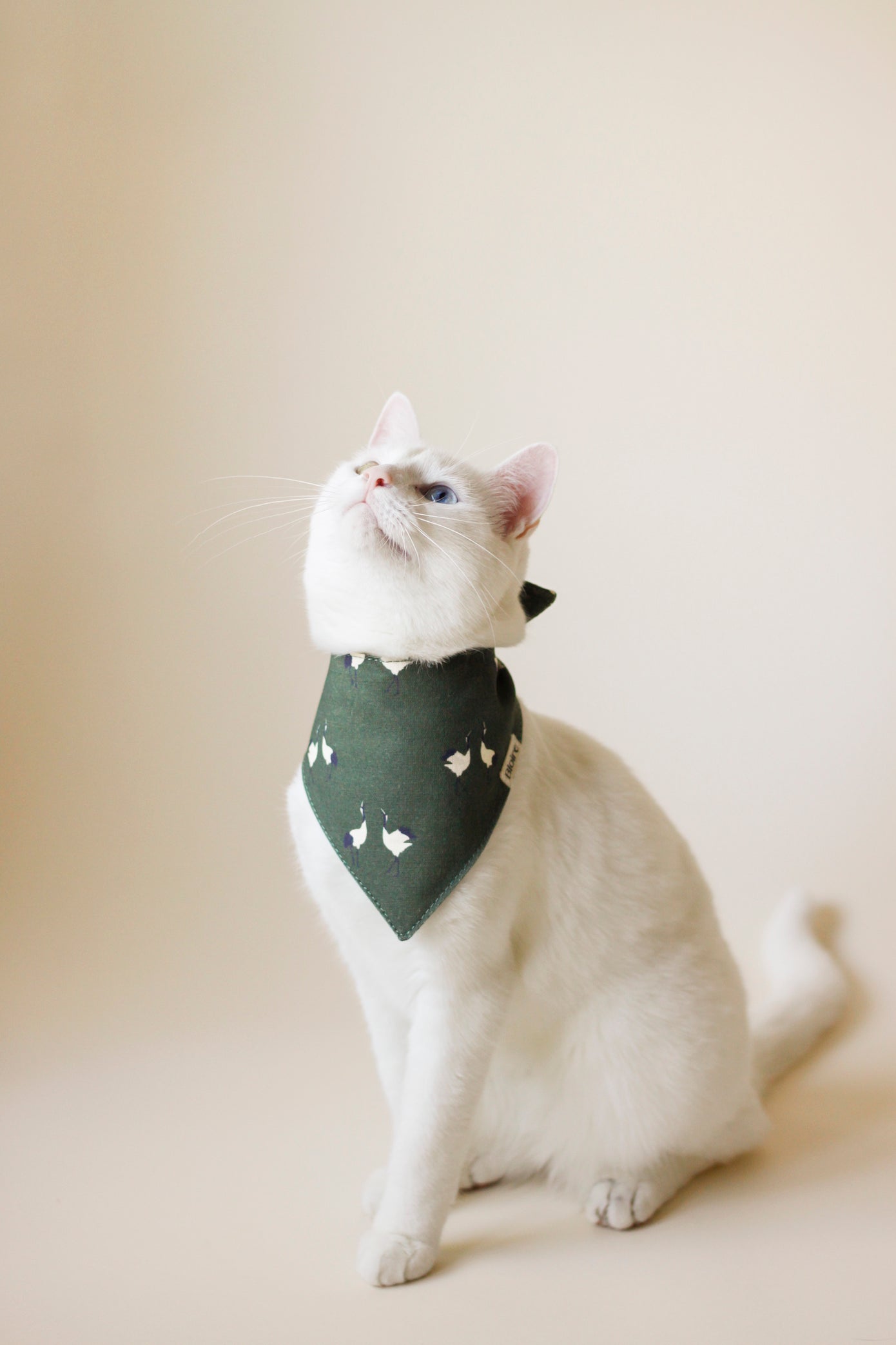 White cat wearing Bandana English Countryside | Bloire