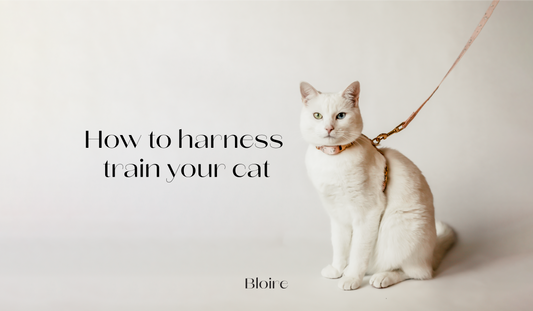 How to Harness Train your Cat