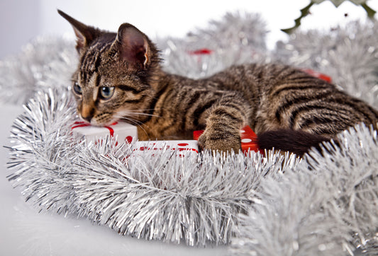 How To Keep Cats Away From Your Christmas Tree
