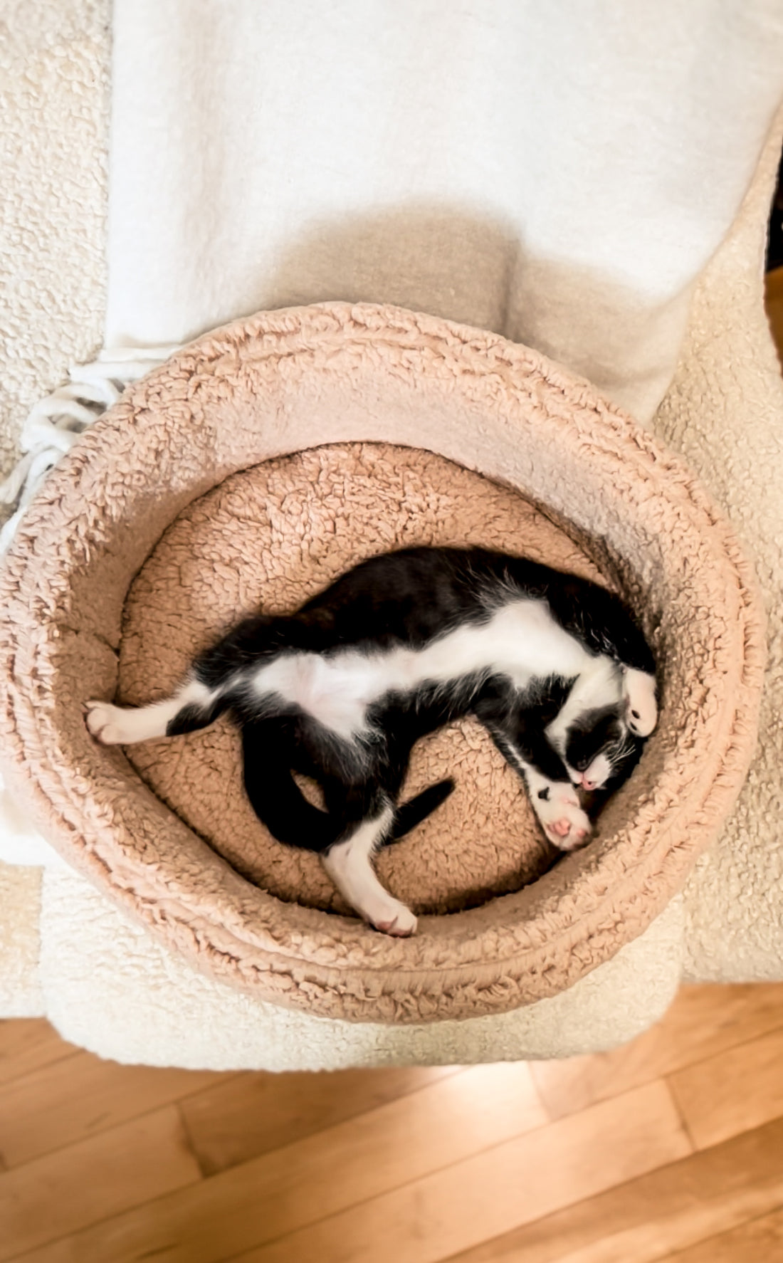 Is My Cat's Sleep routine stressing them out? Tips for a Good Cat Nighttime Routine