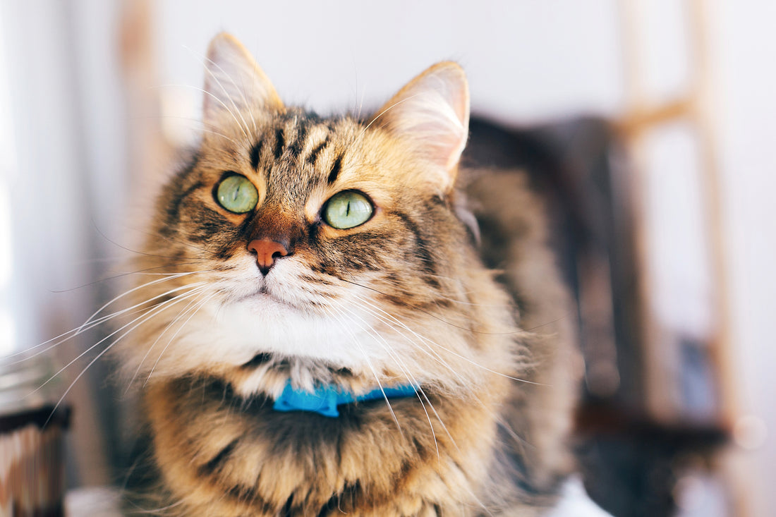 Cat Body Language: What Common Behaviors Mean About Your Cats Mood, Health and More