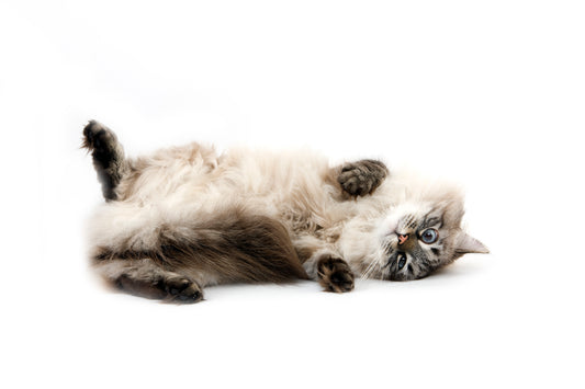 5 Benefits of Catnip for Cats