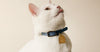 Colliers pour chat Luxueux : accessoires pour chat à la mode et modernes