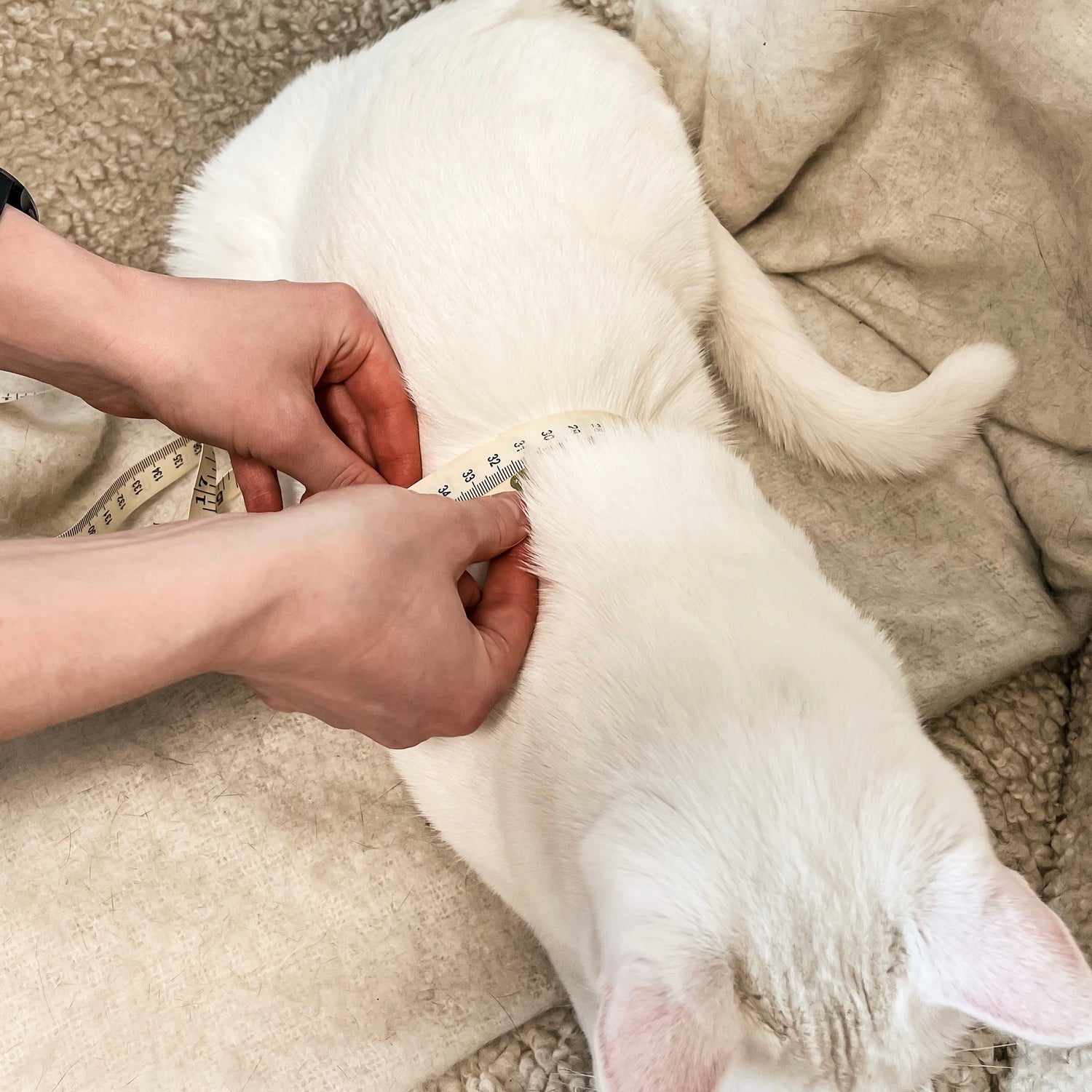 Measuring your Cat for a Harness