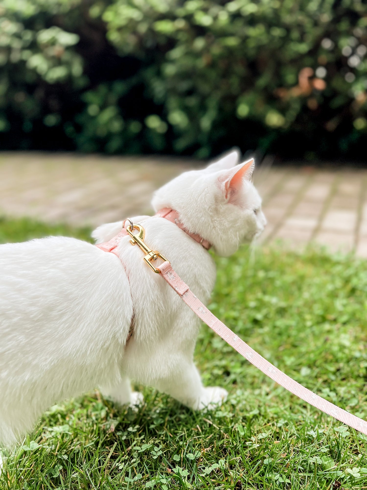 Cat walking in his Harness