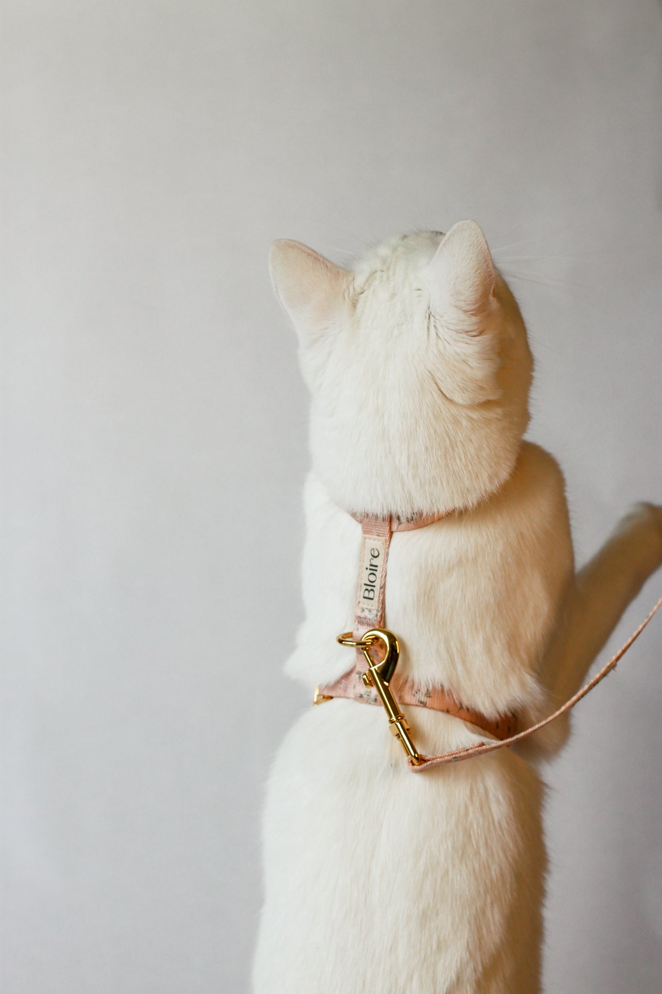 Cat Wearing a Leash and Harness