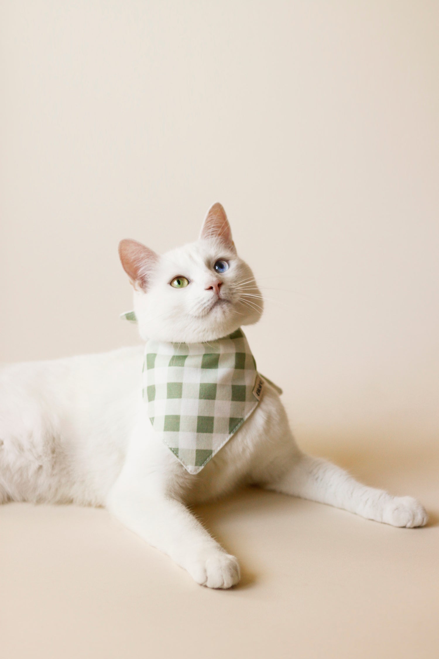 Cat with bandana 