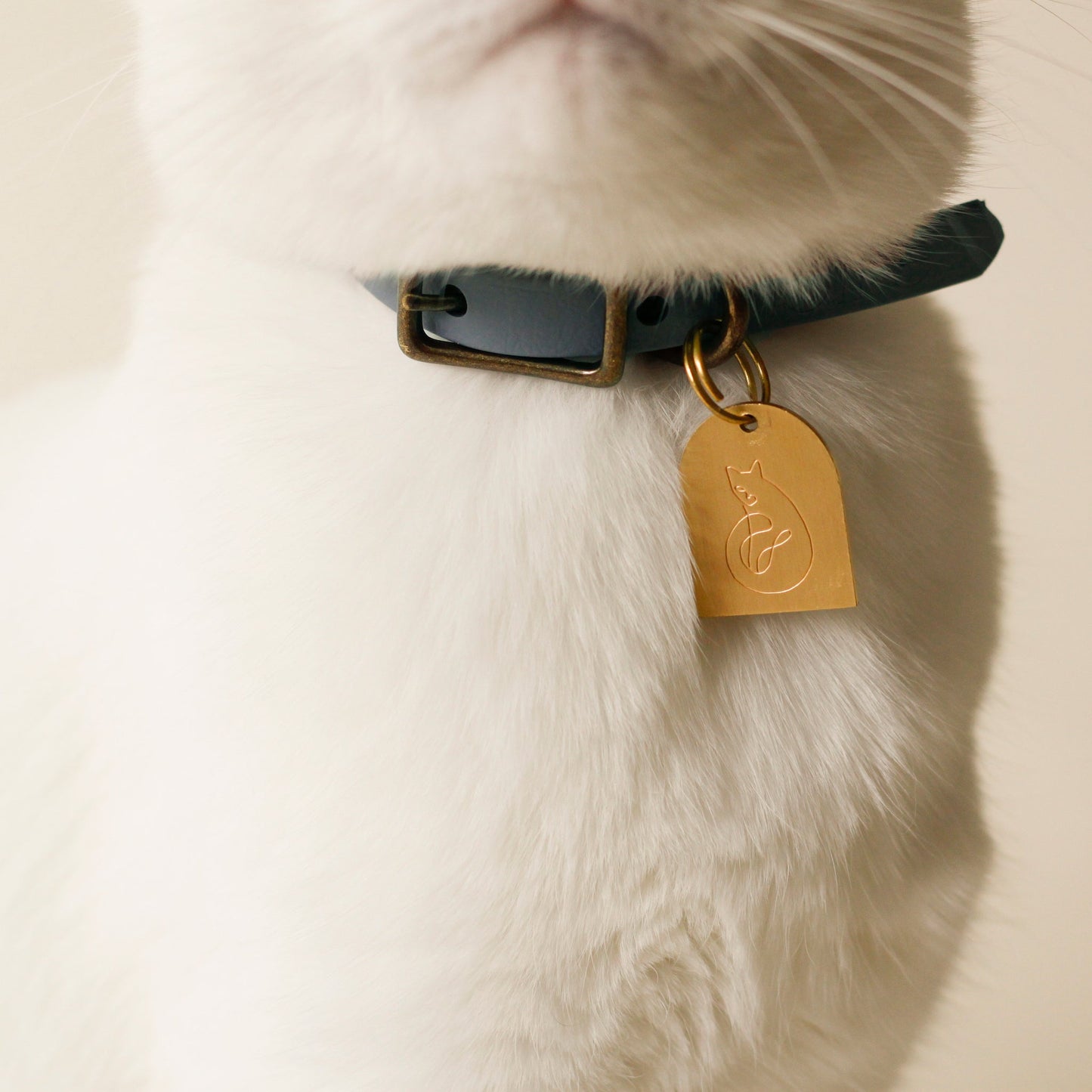 White cat wearing Collar Vegan Leather Black with ID Tag Arch Cat Art Gold