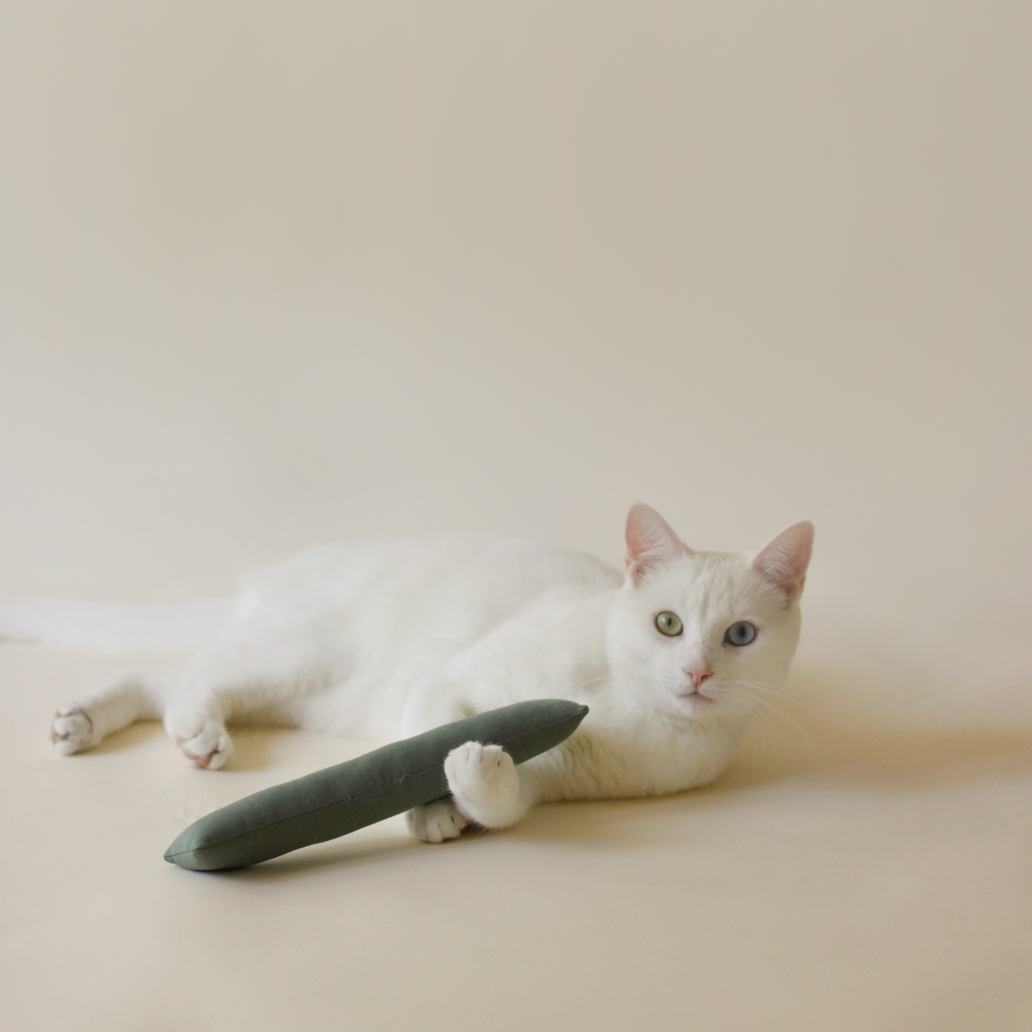 White Cat playing with cute toy