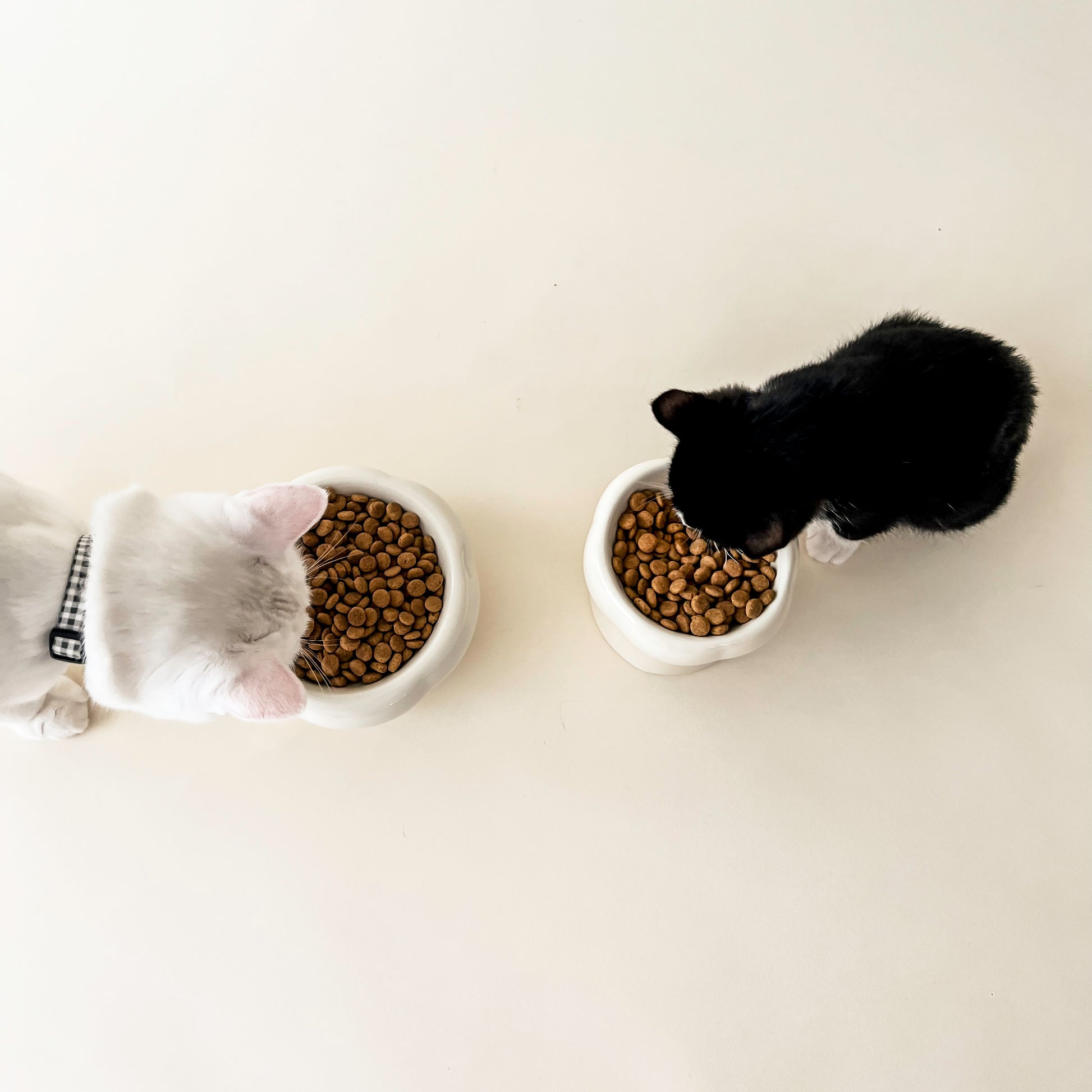 Cats eating in Bloire Creamy Food Bowl