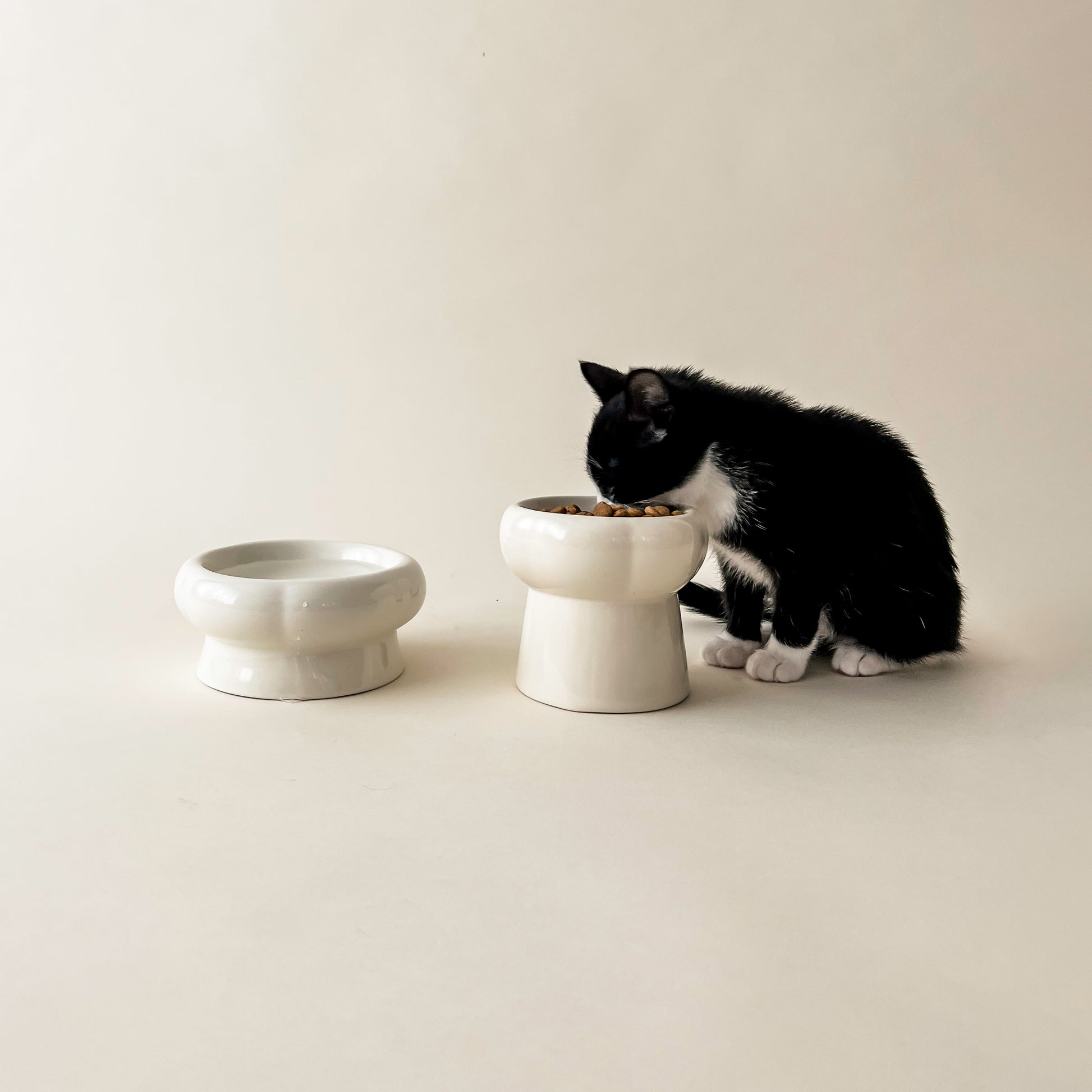 Cat eat and drink in Bloire Creamy Bowl Kit