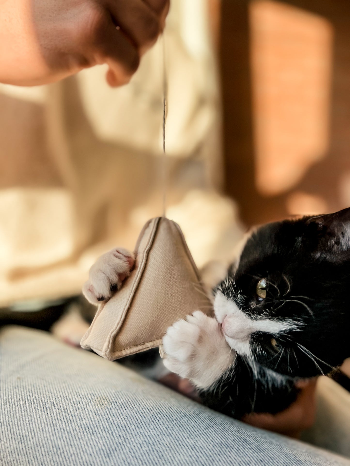 Ensemble de Jouets Pour Chat Petit Déjeuner