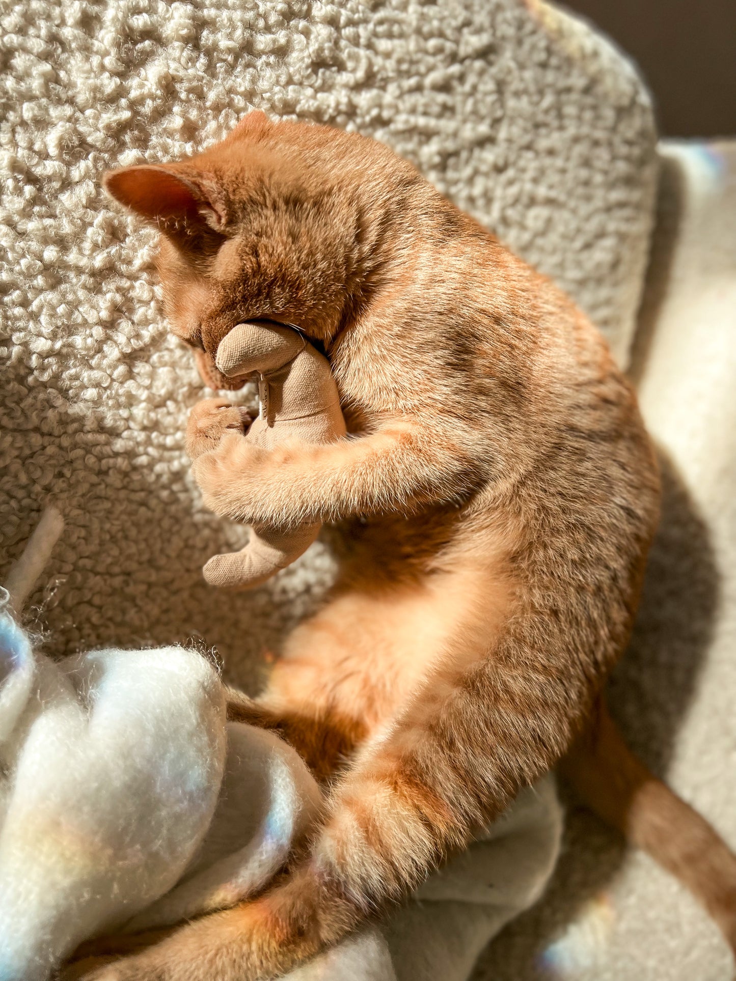 Ensemble de Jouets Pour Chat Petit Déjeuner