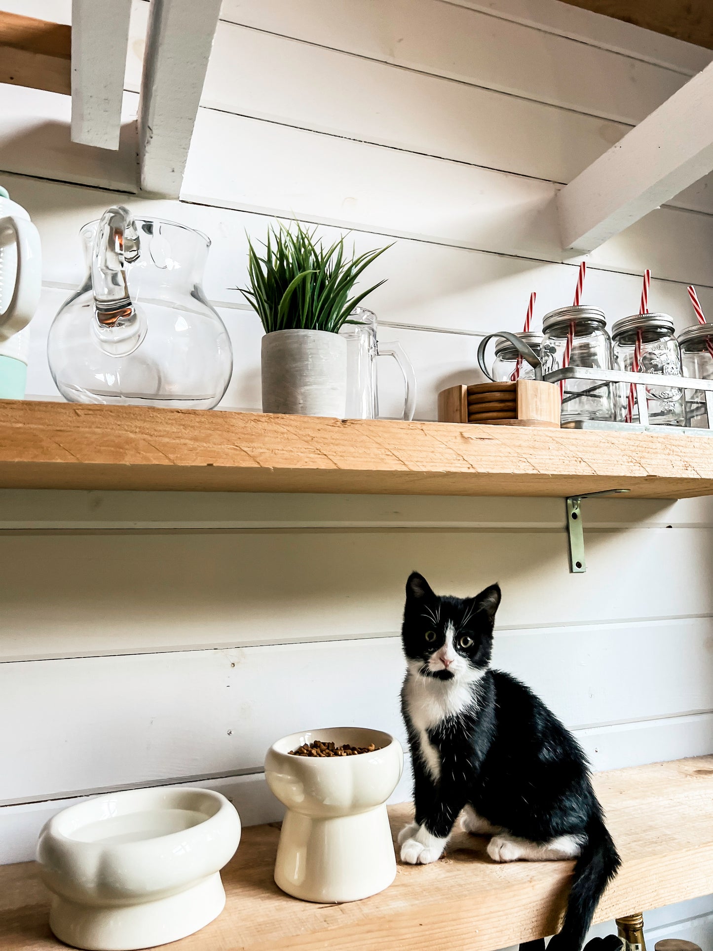 Lifestyle Cat with Bloire Creamy Bowls