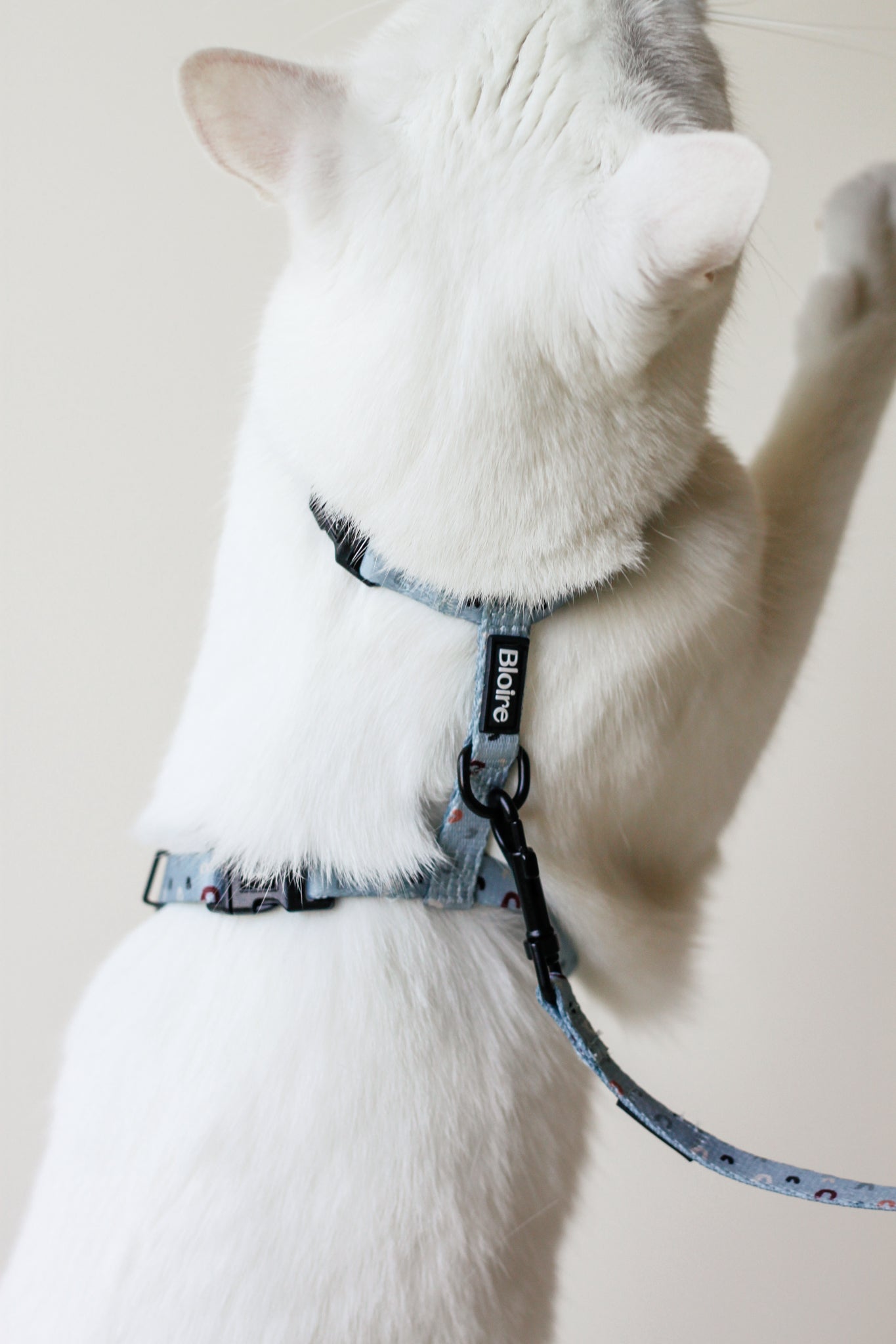 White Cat wearing Bloire Leash and Harness Blue Rainbow