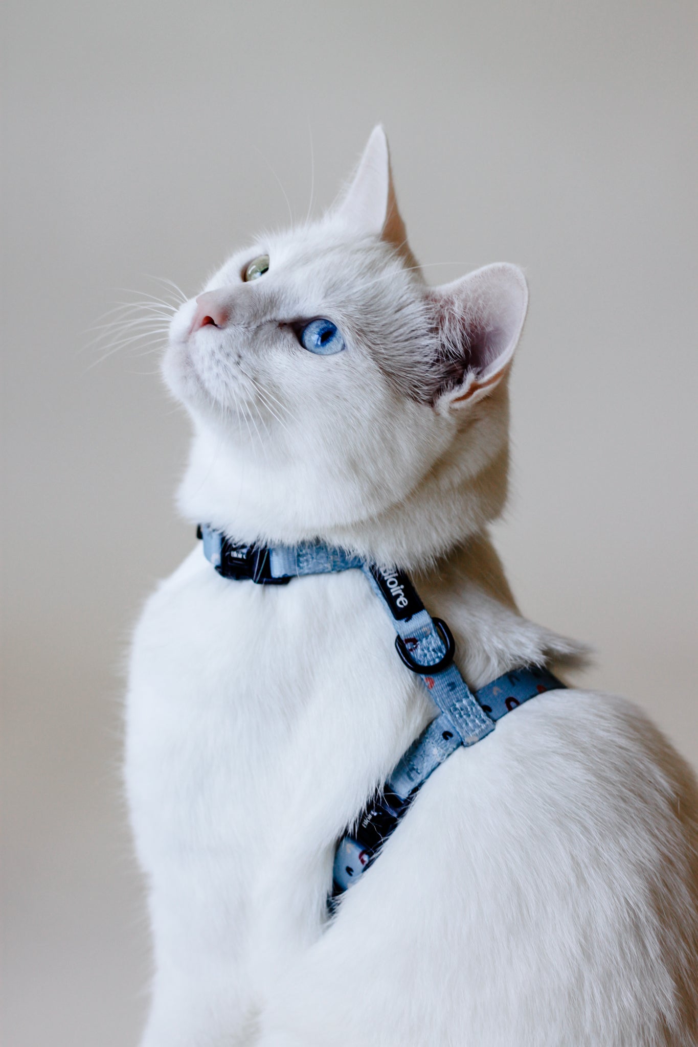 Rainbow cat harness best sale