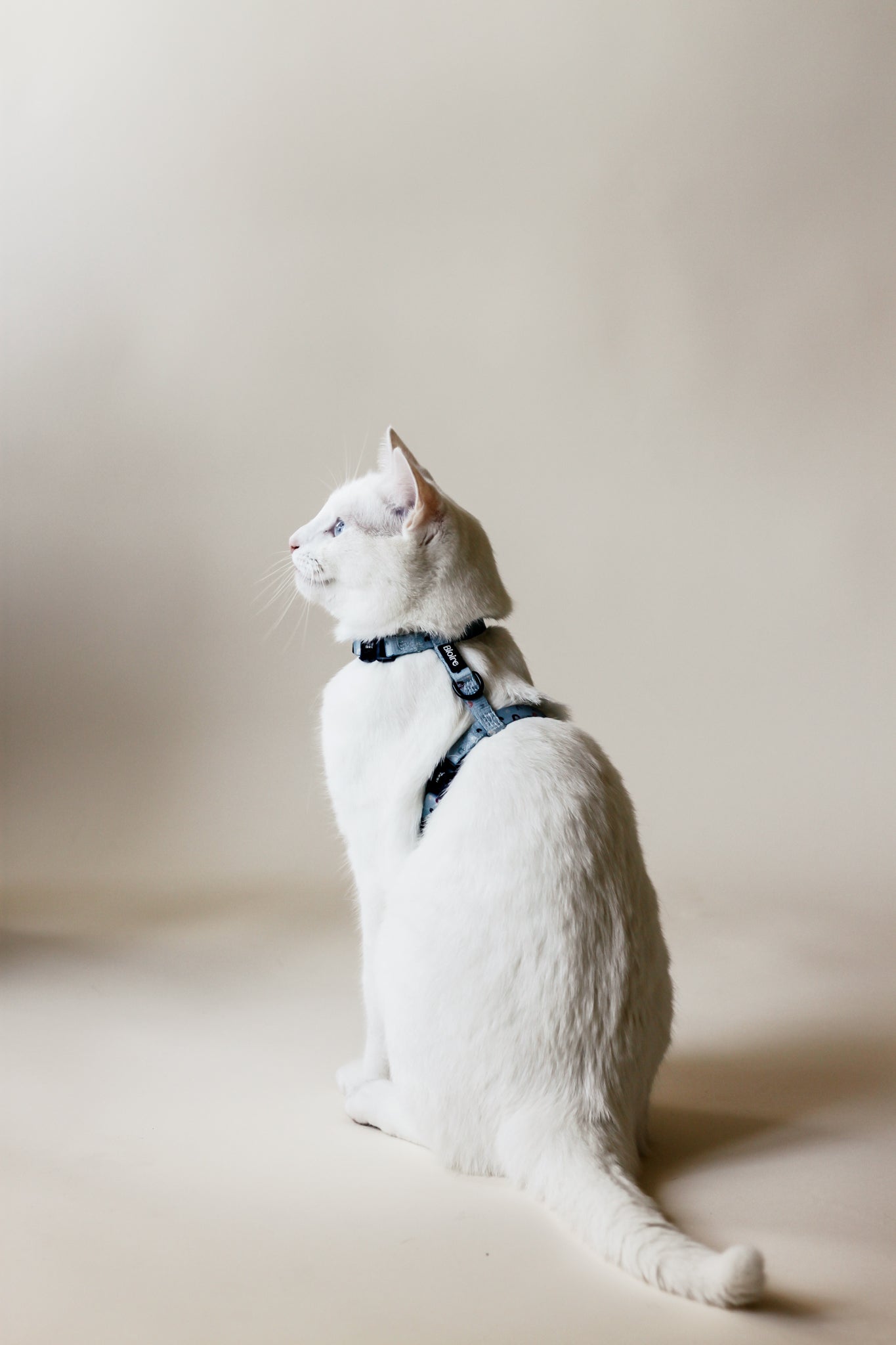 White Cat wearing Bloire Harness Blue Rainbow