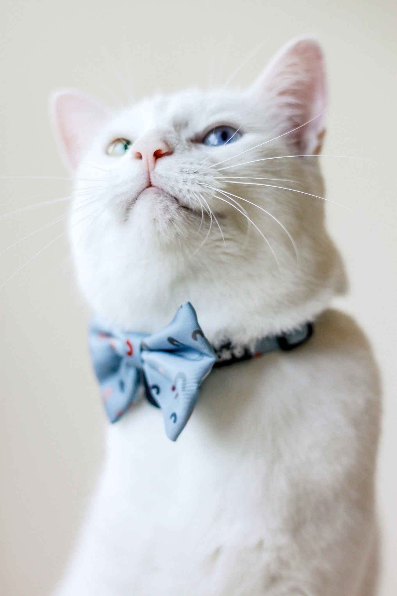 White cat wearing Bloire Bowtie Blue Rainbow