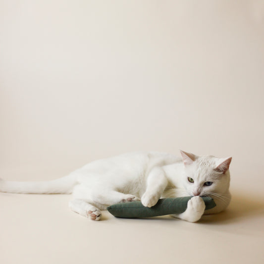 White cat playing with Cat Toy Essential | Bloire 