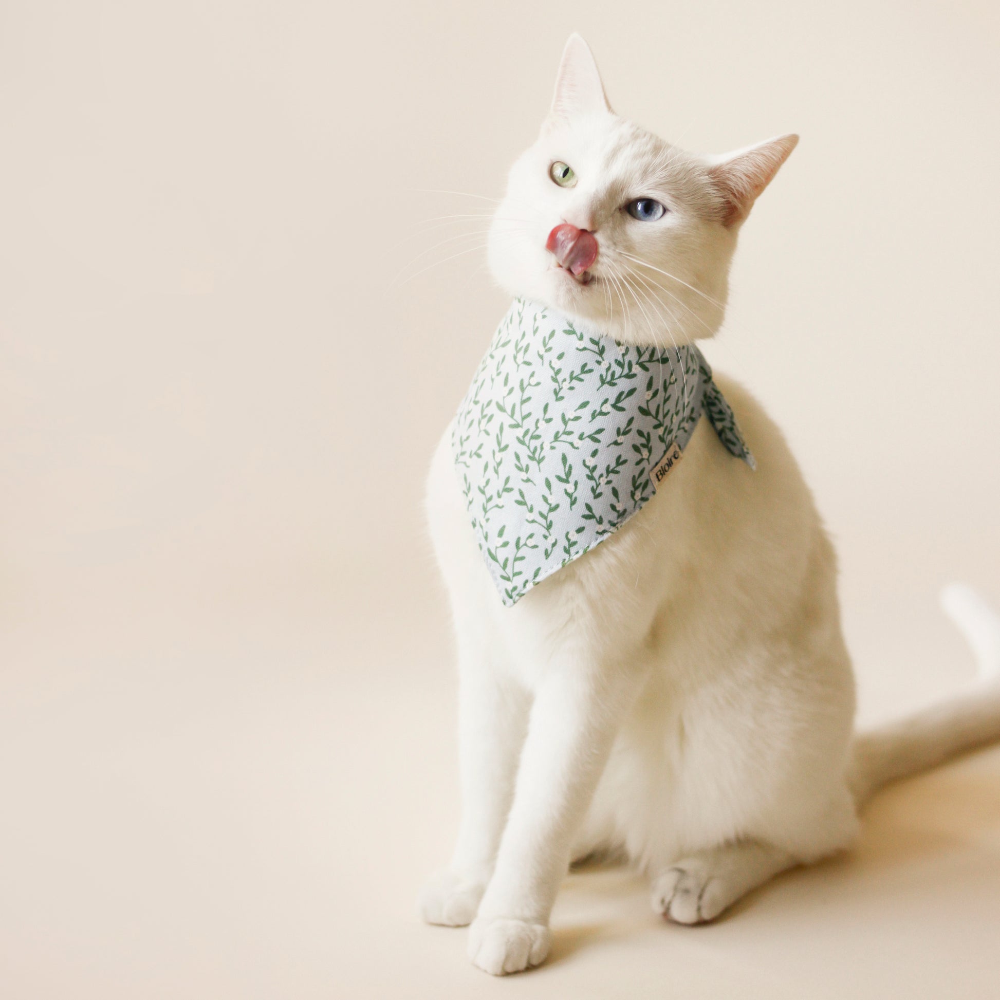 White cat wearing with Bandana Fur-get-me-not | Bloire 