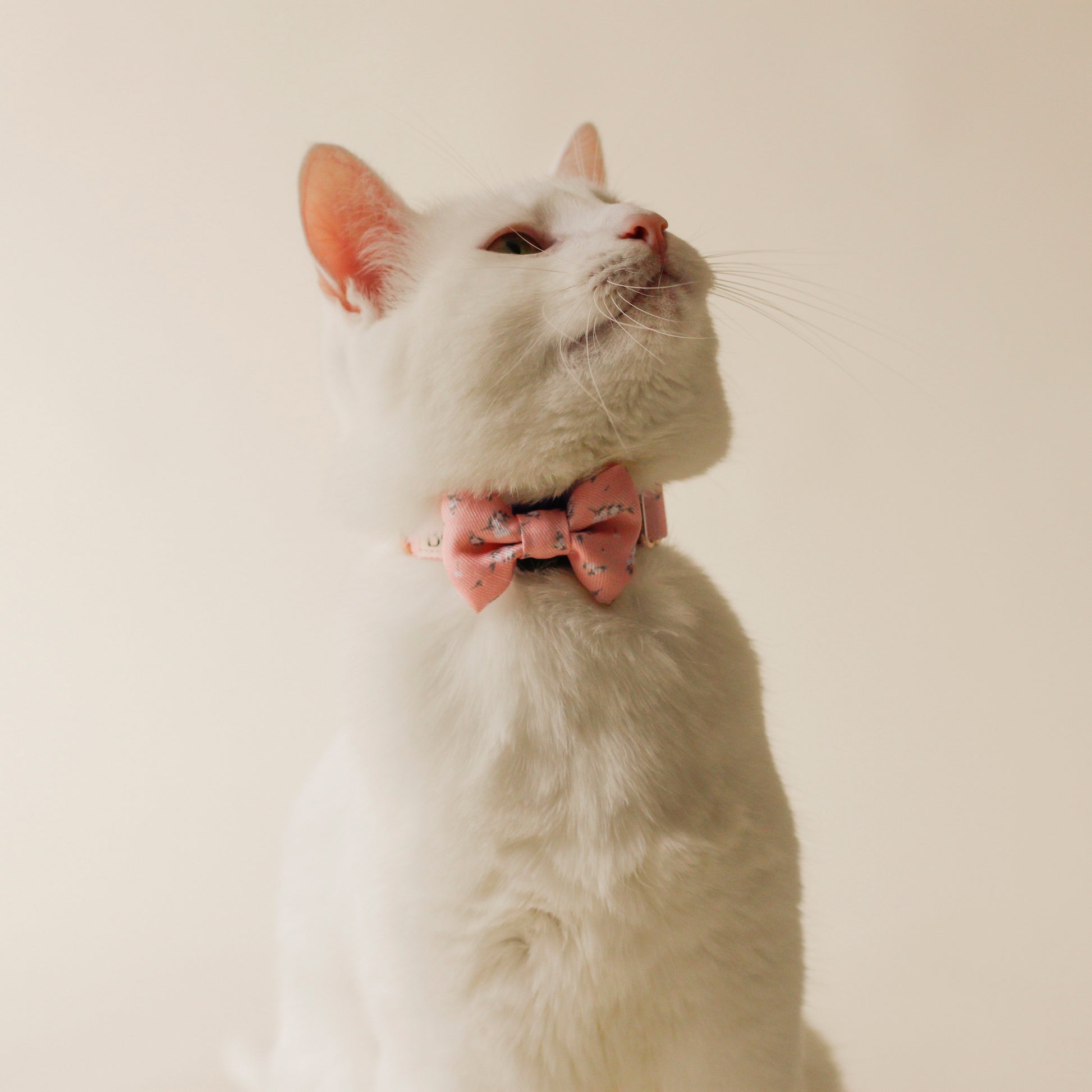 White cat wearing Bloire Bowtie Meadow