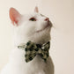 White cat wearing Bloire Bowtie Green Plaid