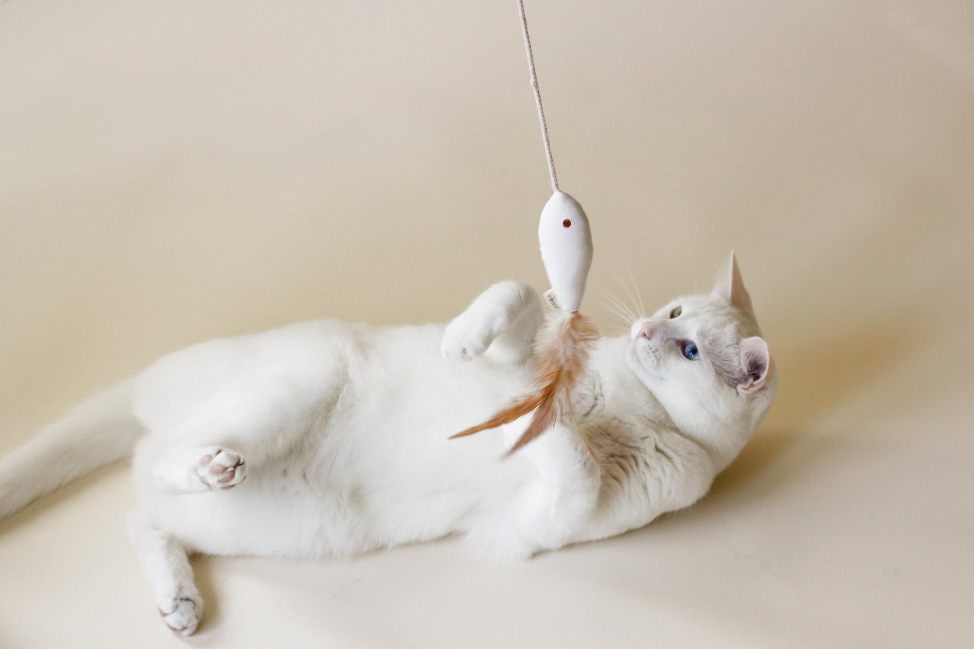 White cat playing with Cat Toy Golden Fish | Bloire