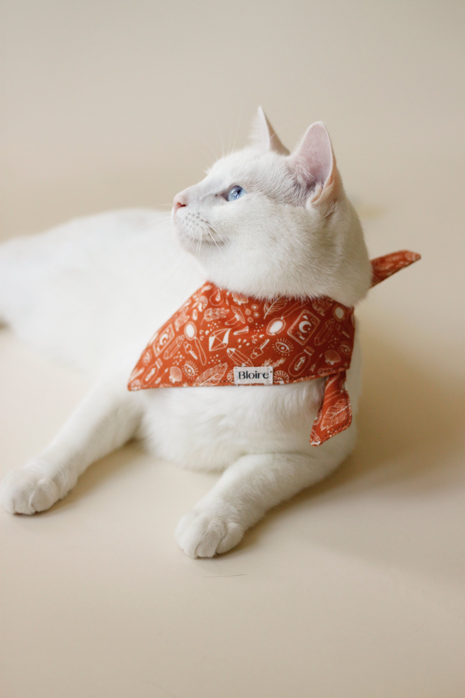 White cat wearing Bloire Bandana Pumpkin Tarot  