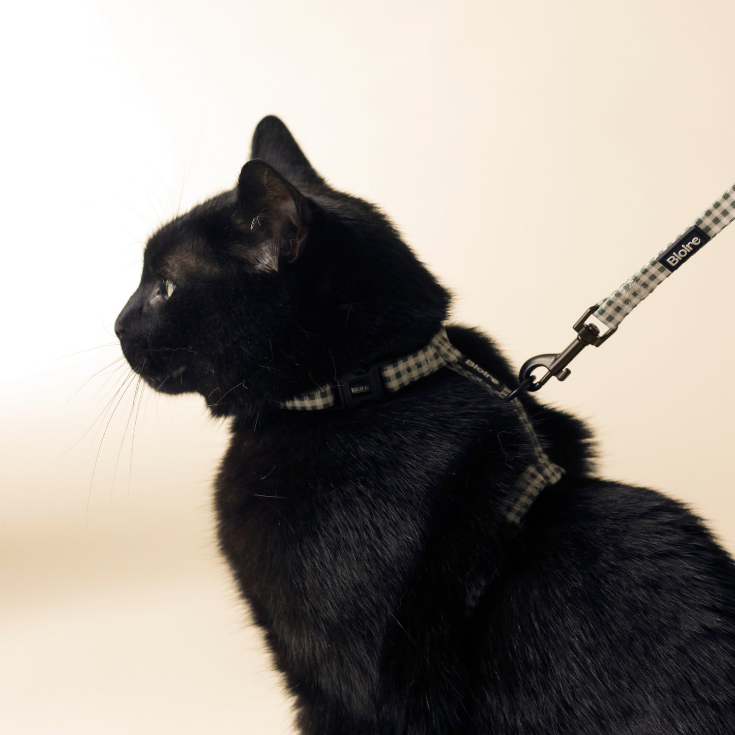 Black Cat wearing Bloire Harness Green Plaid Kit