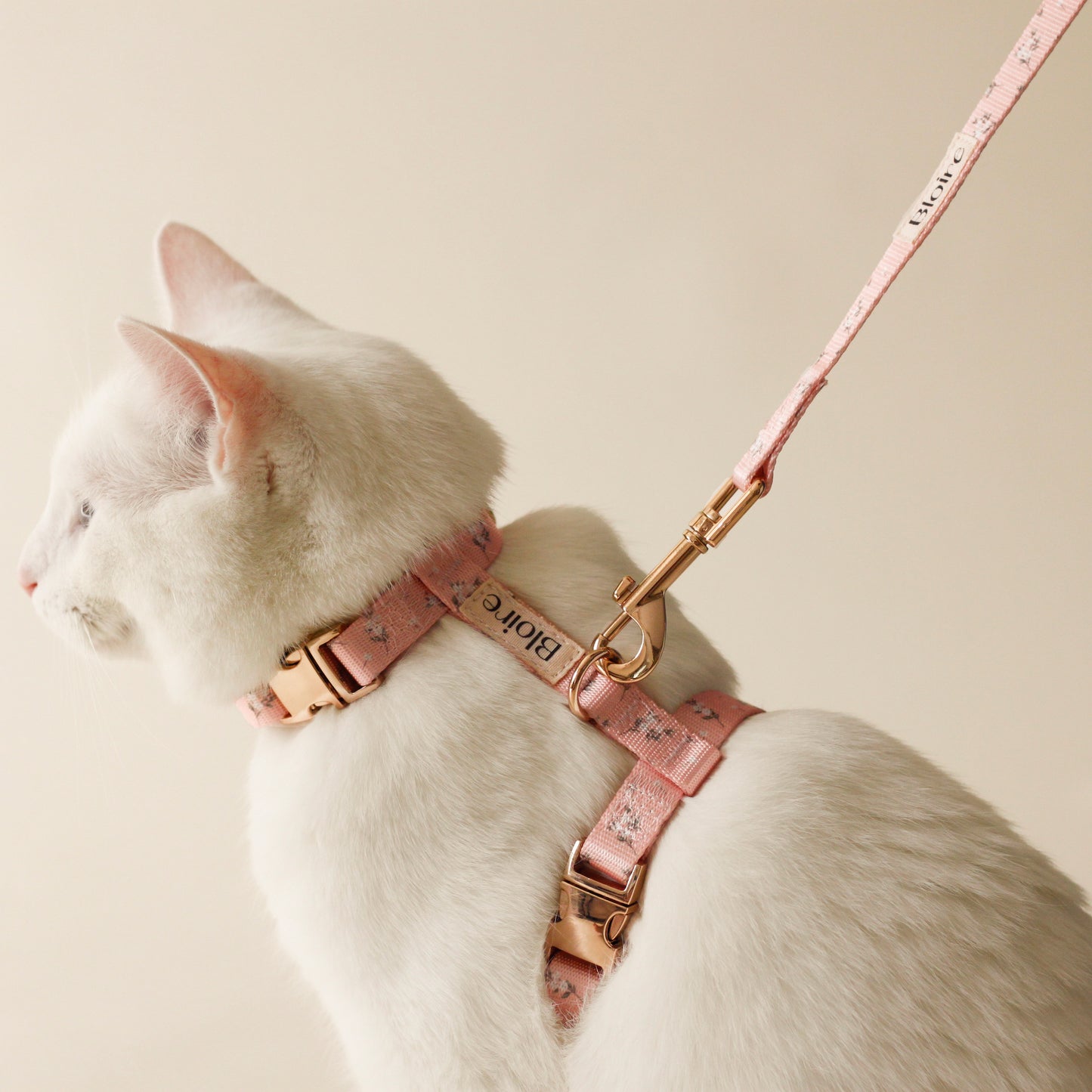 White Cat wearing Bloire Harness Meadow Kit