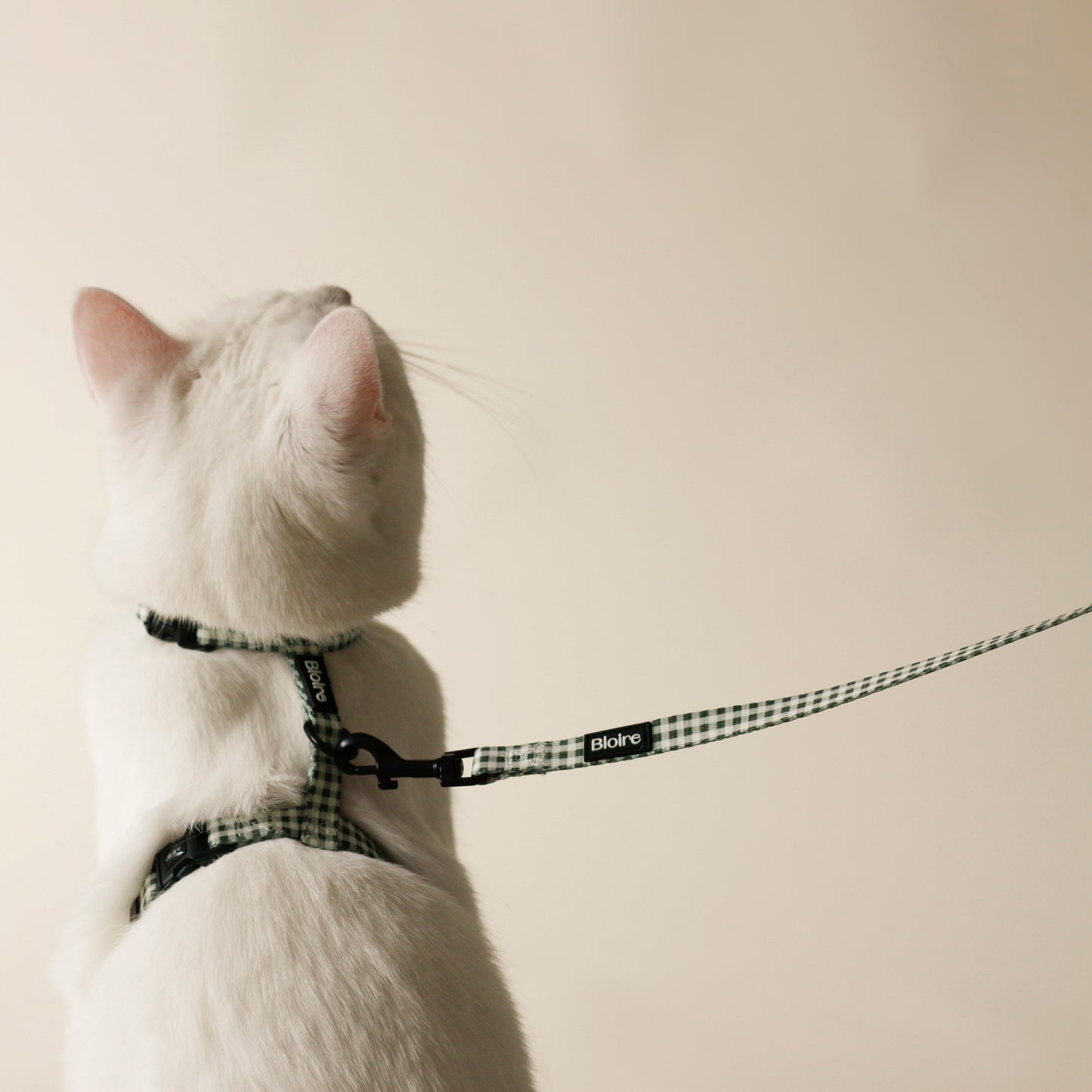 Whire Cat wearing Bloire Harness Green Plaid Kit