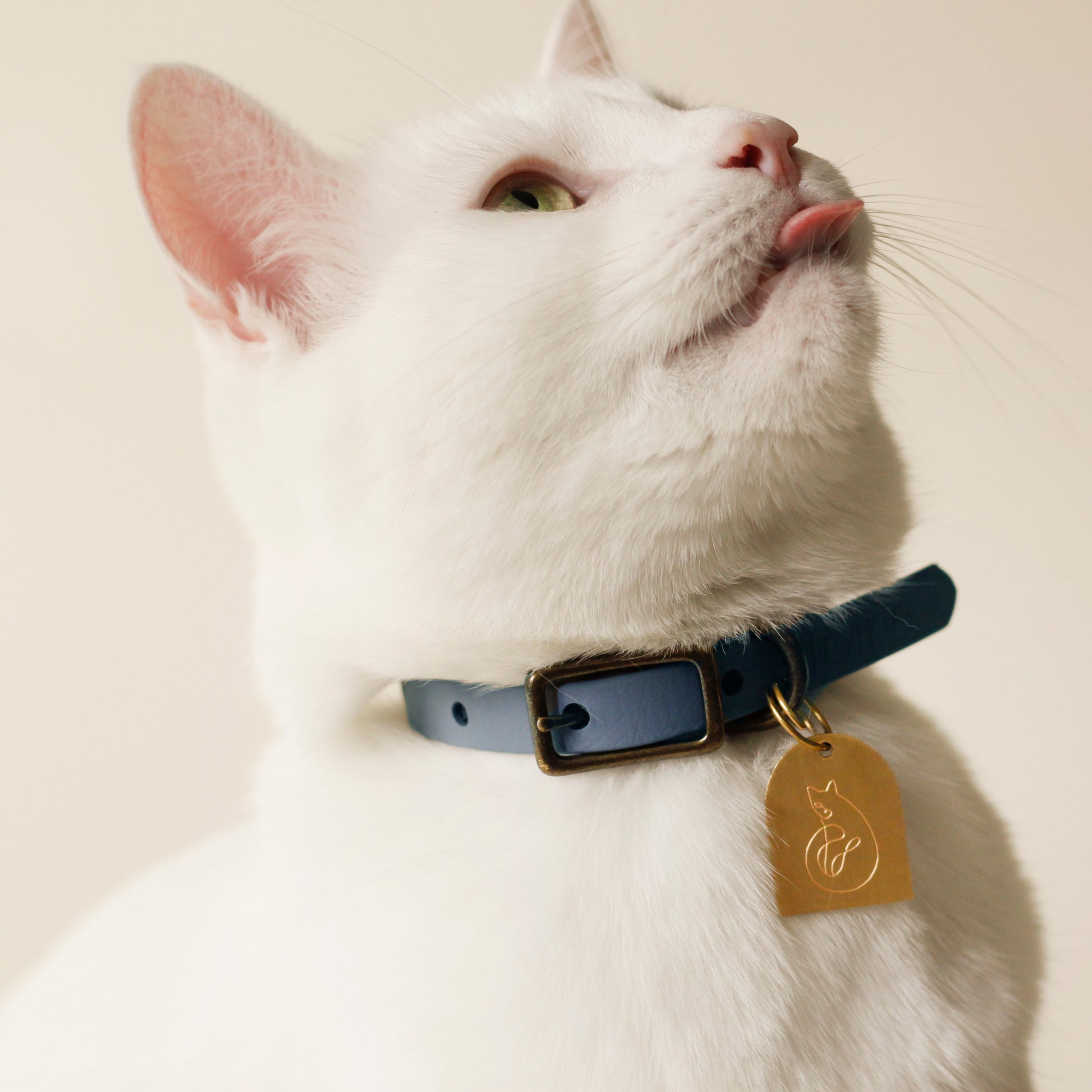 White cat wearing Bloire Collar Vegan Leather Light Blue with ID Tag Arch Cat Art Gold