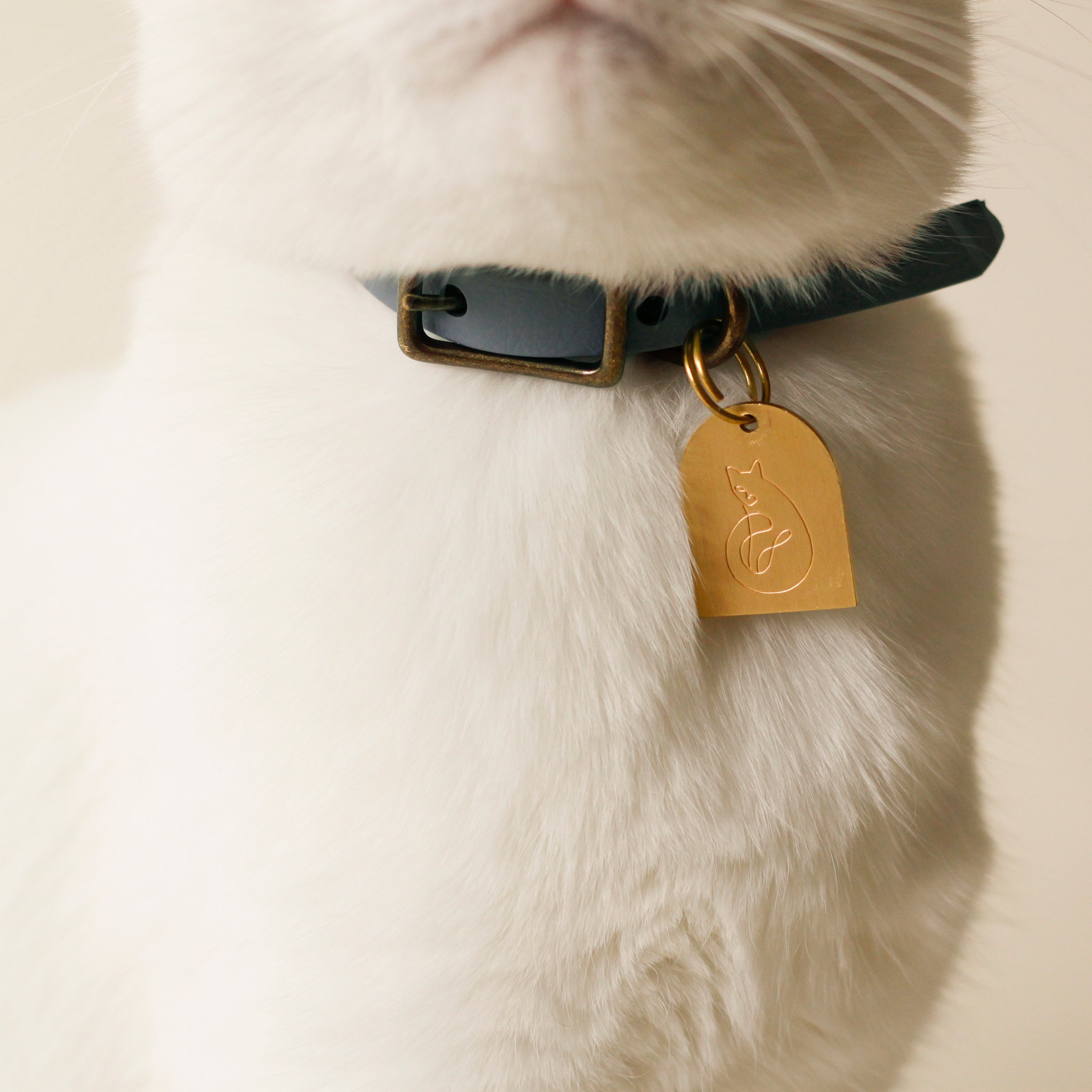 Leather clearance kitten collar